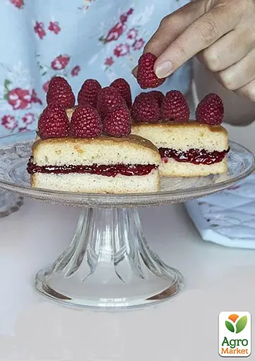 Малина Agro-Market "Недосягаемая" (ремонтантный зимостойкий крупноплодный сорт) 1-летний саженец (189503) 1 шт в упаковке - фото 4