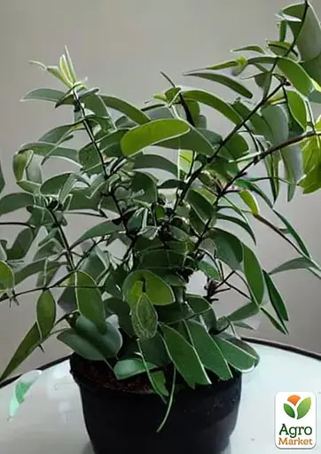 Эвкалипт комнатный лимонный "Флагман" 2х летний саженец высота 50-60см (182584) 1 саженец - фото 3