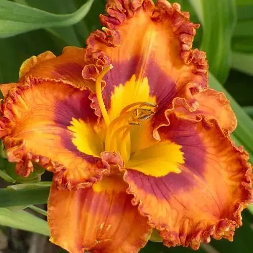 Лилейник "Mexican Fiesta" (сортовой укорененный в контейнере С1,2) (186030) 1 саженец - фото 1