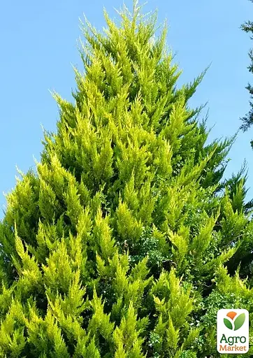 Кипарисовик Лавсона "Alumi Gold" С2 высота 25-35см (176877) 1 саженец - фото 4