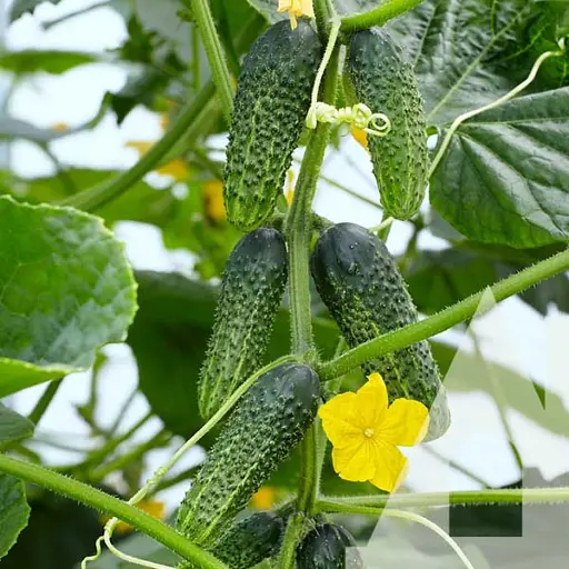 Огірок Садиба Амант F1, 10 шт.