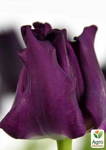 Тюльпан "Crown Of Negrita" (50739) 2 шт - фото 2