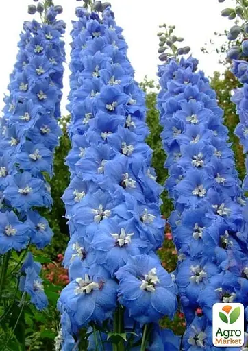 Дельфініум махровий "Summer Skies" (182529) 1 саженец - фото 2