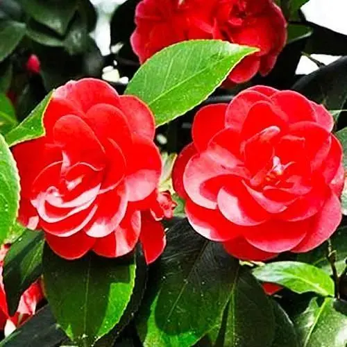 Камелия японская "Dr King" (48771) 1 саженец - фото 1