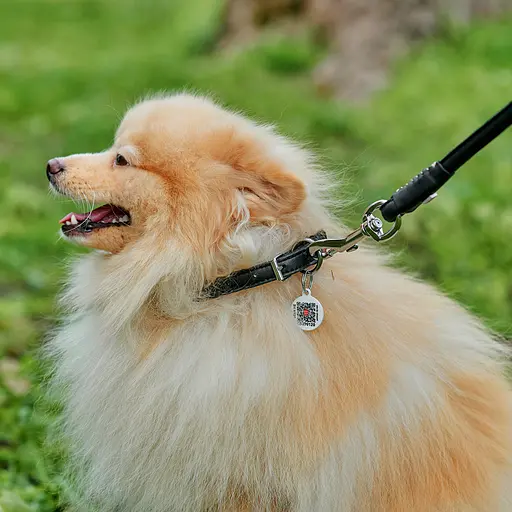 Ошейник для собак кожаный Waudog Soft с QR-паспортом круглый Д 10 мм Д 33-41 см черный - фото 4