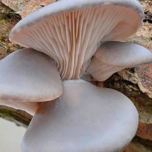 Міцелій на дубових брусочках "Глива Морське вушко" 10шт (45241) - фото 1