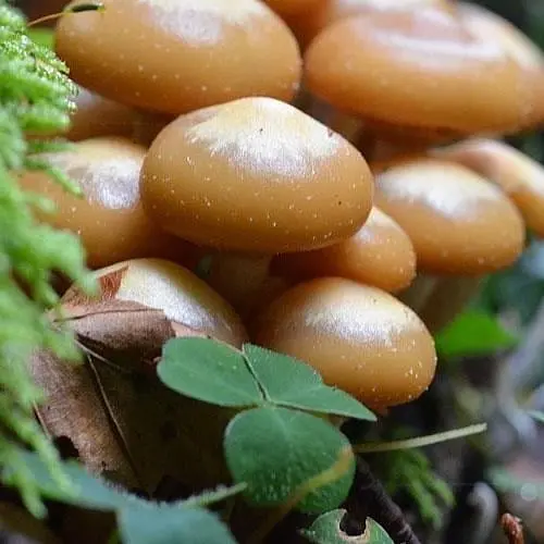 Сухий зерновий міцелій "Опеньок літній" 100г (45188) - фото 1