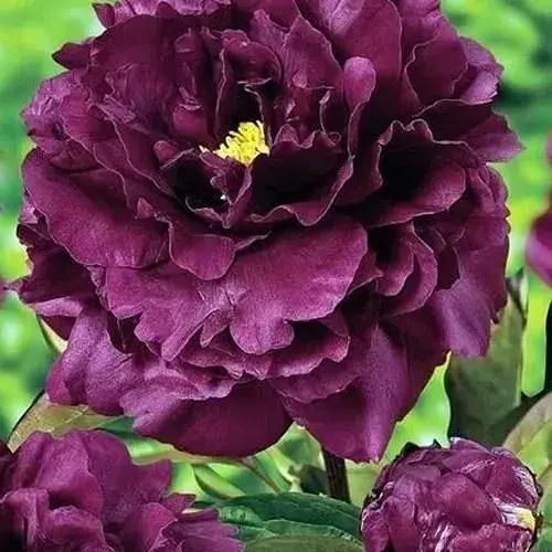 Пион древовидный Black Pirate (63036) (Корневище) 1 шт - фото 1
