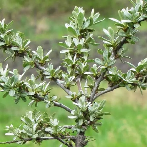 Облепиха 2-летняя "Adam" укорененная в контейнере (мальчик-опылитель) (183826) 1 саженец в упаковке - фото 1