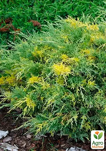 Можжевельник средний "Blue and Gold" (вазон Р9 высота 10-12 см) (187829) 1 саженец - фото 2