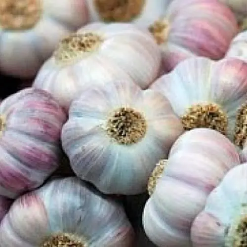 Часник посадковий озимий (головка) "Любаша" Україна 0,2кг (25790) - фото 1