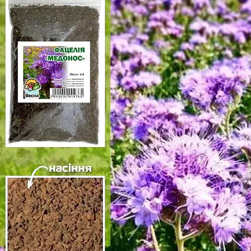 Фацелия "Медонос" ТМ "Весна" 500г (15706) - фото 1