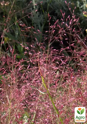 Ерагростіс рожевий "Eragrostis spectabilis" (183672) 1 саджанець - фото 2