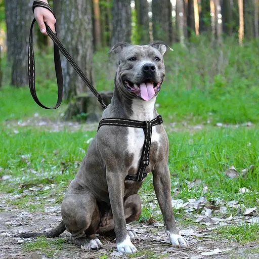 Шлея для собак Barksi Active світловідбивна (обхват грудей 45-56 см ширина 2 см) чорна - фото 5