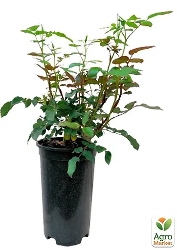 Роза в контейнере флорибунда "Pomponella" (саженец класса АА+) (152659) 1 саженец - фото 2