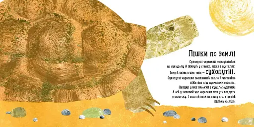 Куди поділася черепаха? - фото 3