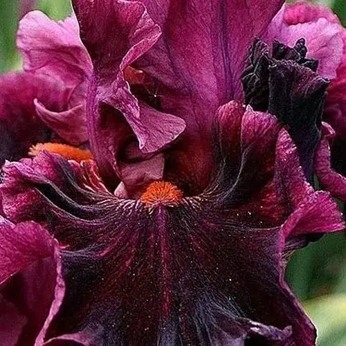 Ирис бородатый крупноцветковый "Machismo" (61809) 1 шт - фото 1