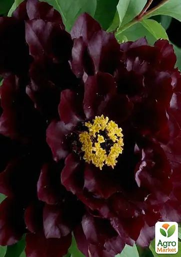 Пион древовидный Hei Bao (Китай саженец 2 года) (190789) 1 шт - фото 2