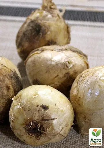 Фрітіларія "Aurora" 1 шт (17257) - фото 2