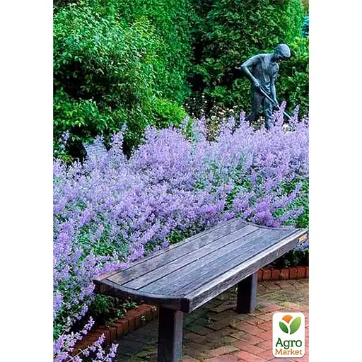 Котовник "Laguna Blue" (Nebula Fassen) (187780) 1 саженец в упаковке - фото 2