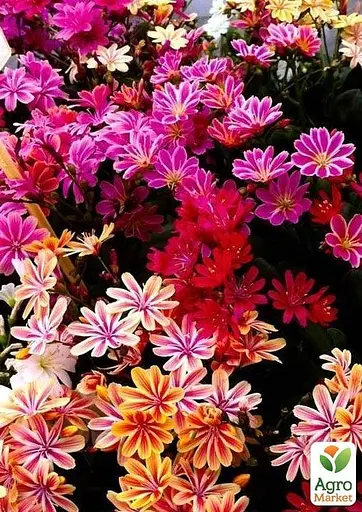 Левізія "Elise Mix" (49335) 1 шт - фото 4