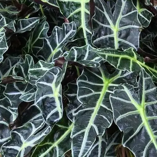 Алоказия Agro-Market Polly (высота 30-40см) (51450) 1 саженец в упаковке комнатный Нидерланды - фото 1