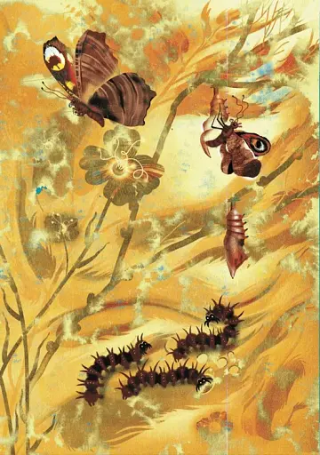 Метелики перетворюються - фото 10