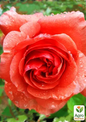 Троянда в контейнері плетиста "Wonderful World" (саджанець класу АА+) (180856) 1 саженец - фото 3