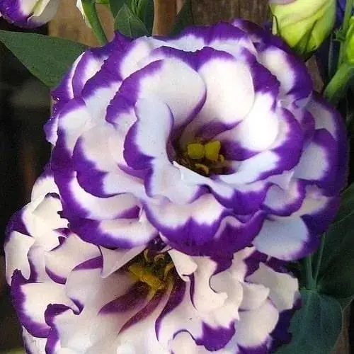 Эустома махровая "ABC Blue rim" укоренена в контейнере Р9 (51983) 1 саженец - фото 1