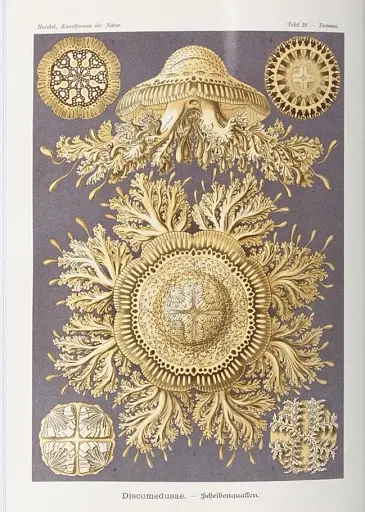 The Art and Science of Ernst Haeckel - фото 10