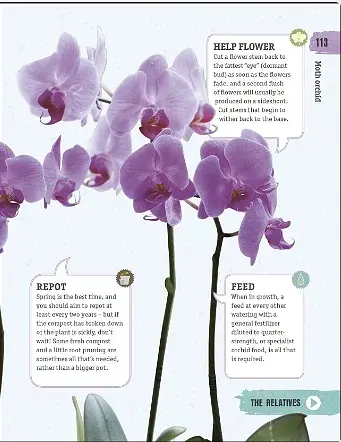 Happy Orchid - фото 4