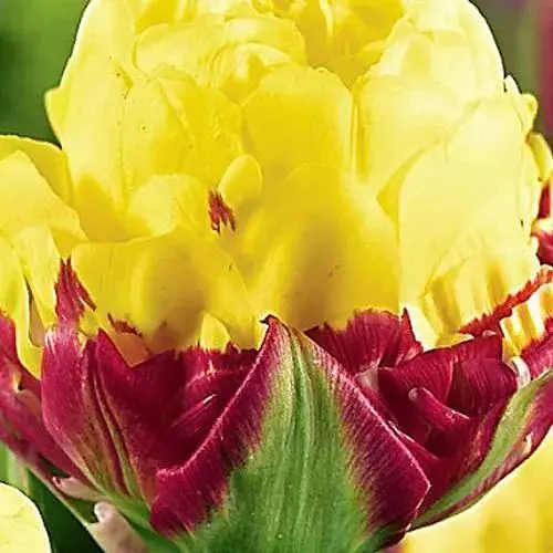 Тюльпан "Ice Cream Banana" (61554) 1 шт - фото 1