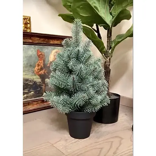 Ялинка Hvoya Premium лита у горщику 50 см блакитна - фото 5