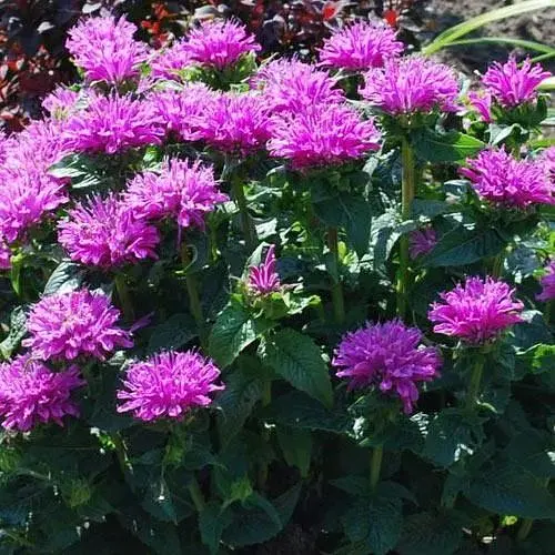 Бергамот (Монарда) "Petite Delight" (187844) 1 саженец - фото 1