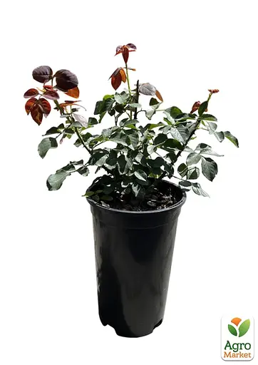 Роза в контейнере чайно-гибридная "Grafin Diana" (садник класса АА+) (185751) 1 саженец - фото 2