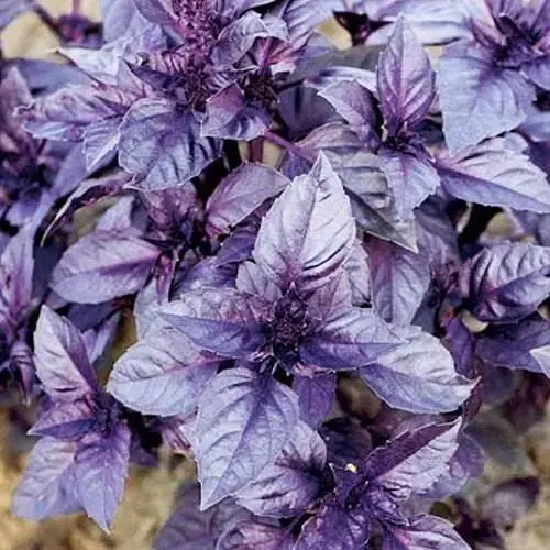 Базилік Весна Дарк Опал (у банці) 100г (52418) - фото 1