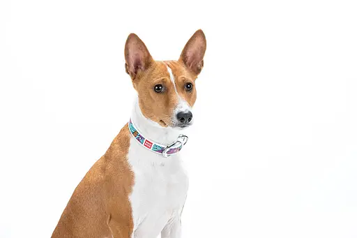 Нашийник для собак шкіряний Waudog Design з QR-паспортом "Літо" M Ш 20 мм Д 29-38 см білий - фото 4