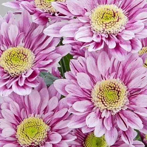 Хризантема кустовая среднецветковая "Serenity Sweet" (177062) 1 саженец - фото 1