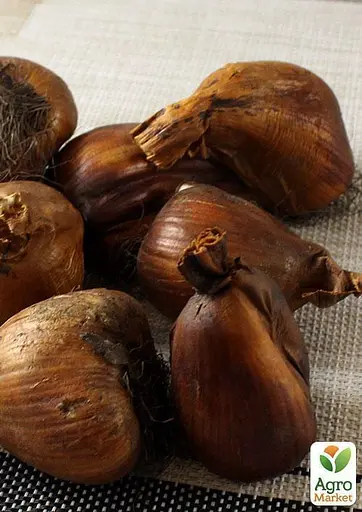 Колхикум "Cilicicum purpureum" 1 шт (17304) - фото 2