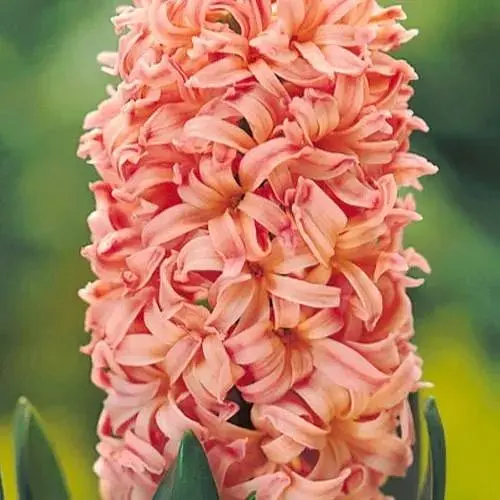 Гиацинт "Gipsy Queen" (186355) 2 шт - фото 1