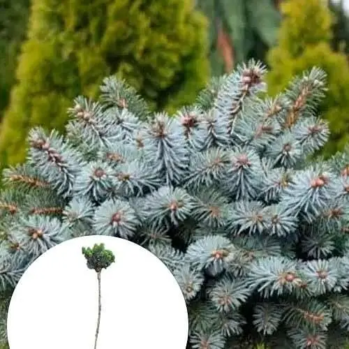 Ялина колюча Agro-Market блакитна на штамбі Brynek С5 висота 70-90 см 116493 1 саджанець в упаковці - фото 1