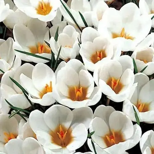 Крокус крупноцветковый "Ice Queen" (186396) 5 шт - фото 1