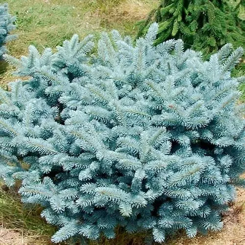 Ялина колюча Agro-Market Glauca Globosa С15 діаметр 30-35 см 188128 1 саджанець в упаковці - фото 1