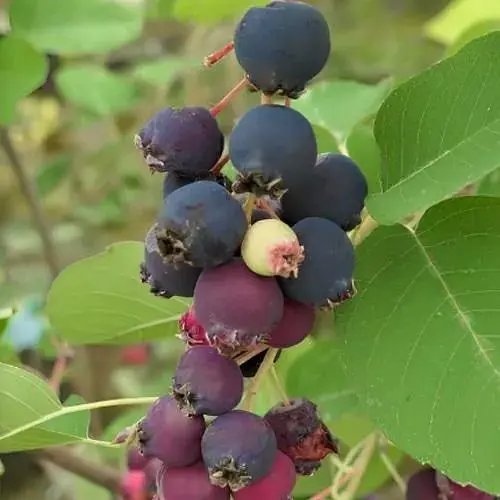 Ирга 2-летняя ольхолистная Thiessen (укорененная в контейнере) (187053) 1 саженец в упаковке - фото 1