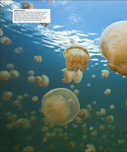 Ocean. The Definitive Visual Guide - фото 12