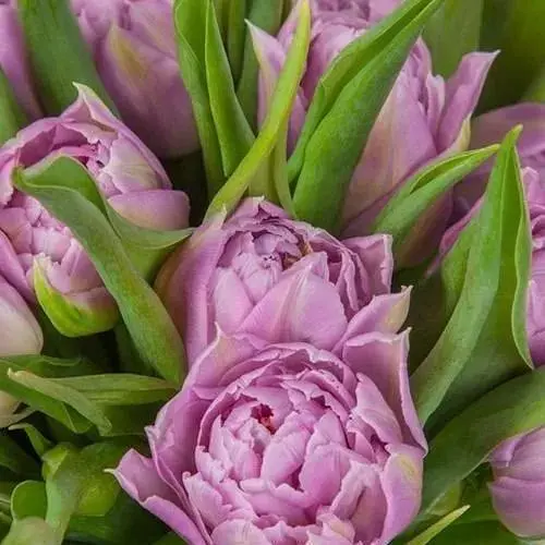 Тюльпан "Double Price" (61553) 3 шт - фото 1