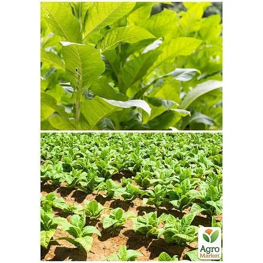 Семена Табак для курения "Восточный" ТМ "Весна" 1г (32185) - фото 2