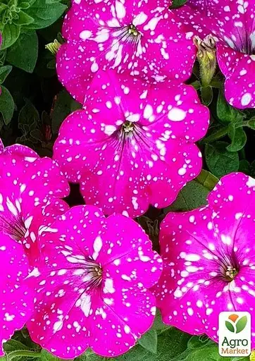 Петуния ампельная "Special Pink Splash" (контейнер №10 высота 10-15см) (49133) 1 саженец - фото 3