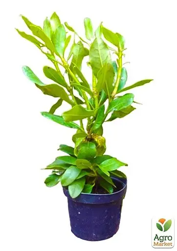 Рододендрон "Blue Tit" 2 річний (блакитний) С1,5 висота 20-40см (62274) 1 саженец - фото 2