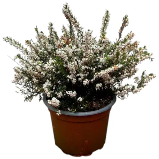 Еріка квітуча 2-річна White Perfection вазон С2 (185103) 1 саджанець в упаковці Нидерланды - фото 1